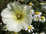 Alcea nudiflora