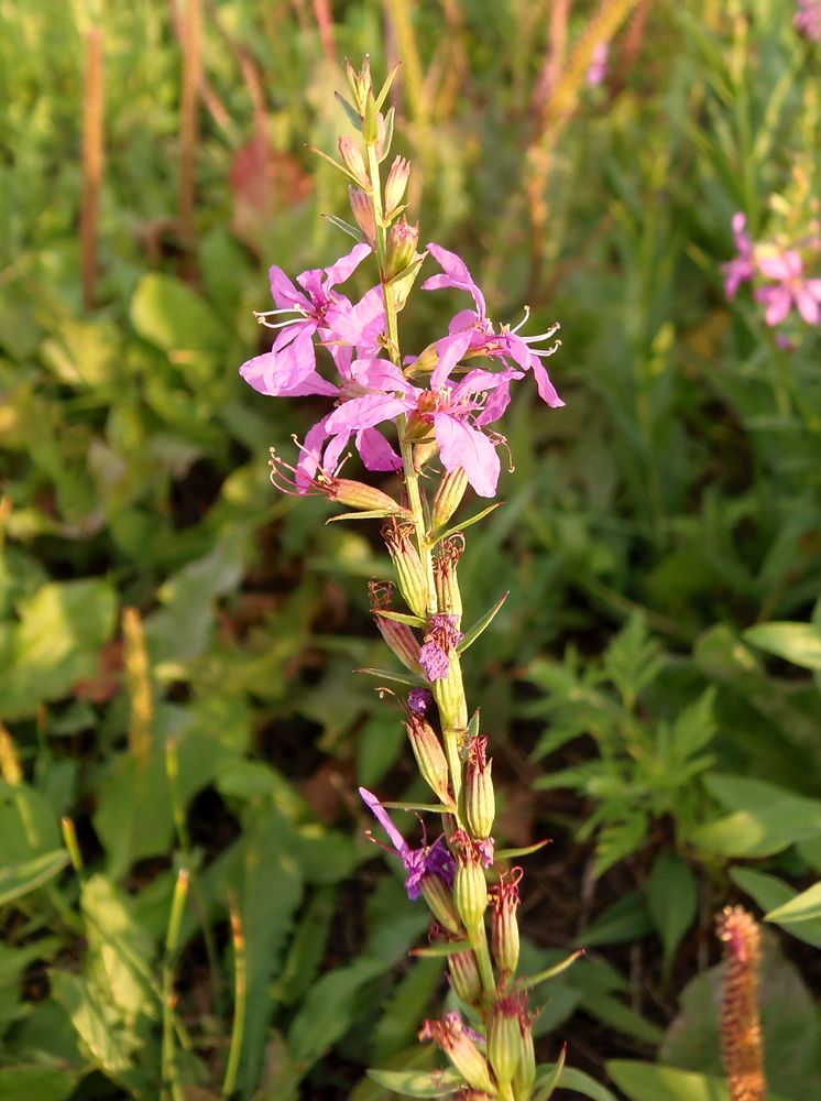 Image of genus Lythrum specimen.