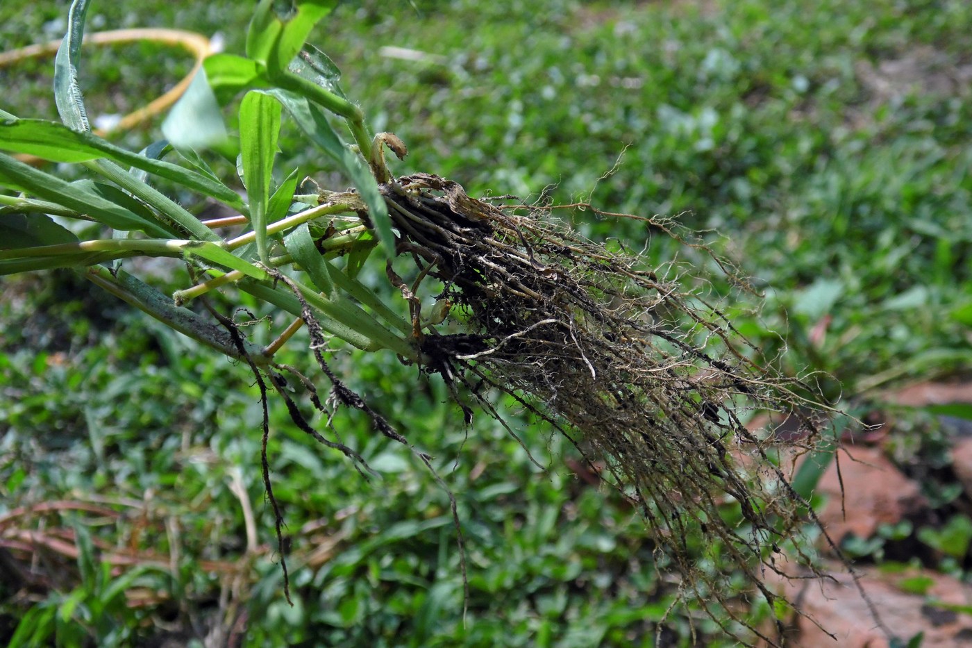 Image of genus Digitaria specimen.