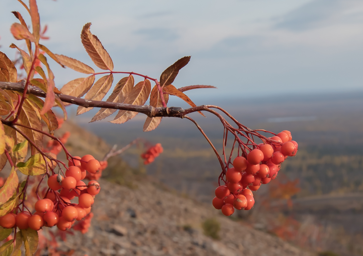 Изображение особи Sorbus sibirica.