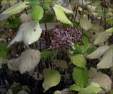 Hydrangea arborescens