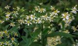 Doellingeria umbellata