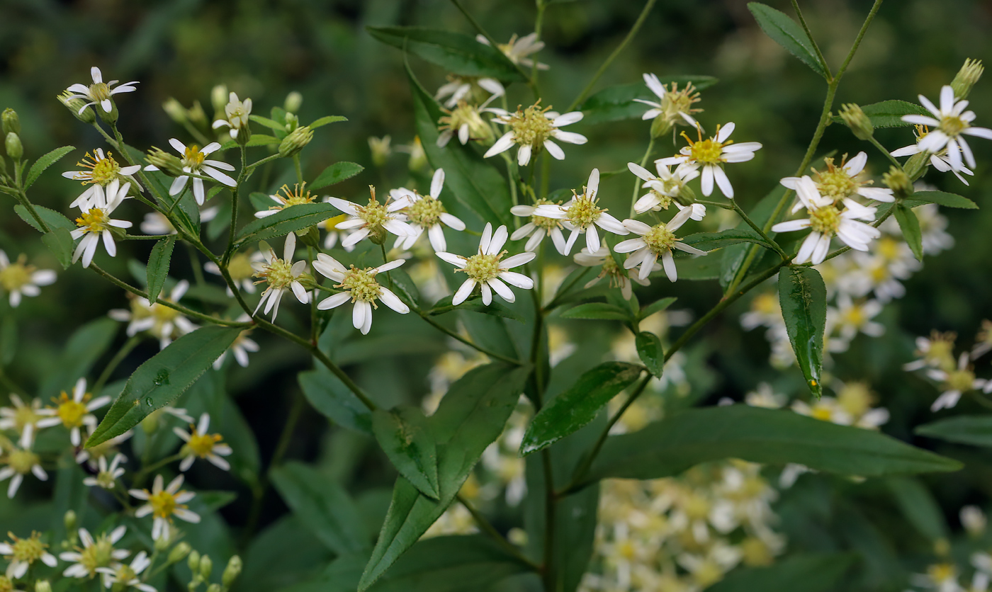 Изображение особи Doellingeria umbellata.