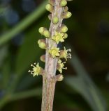 Cussonia paniculata