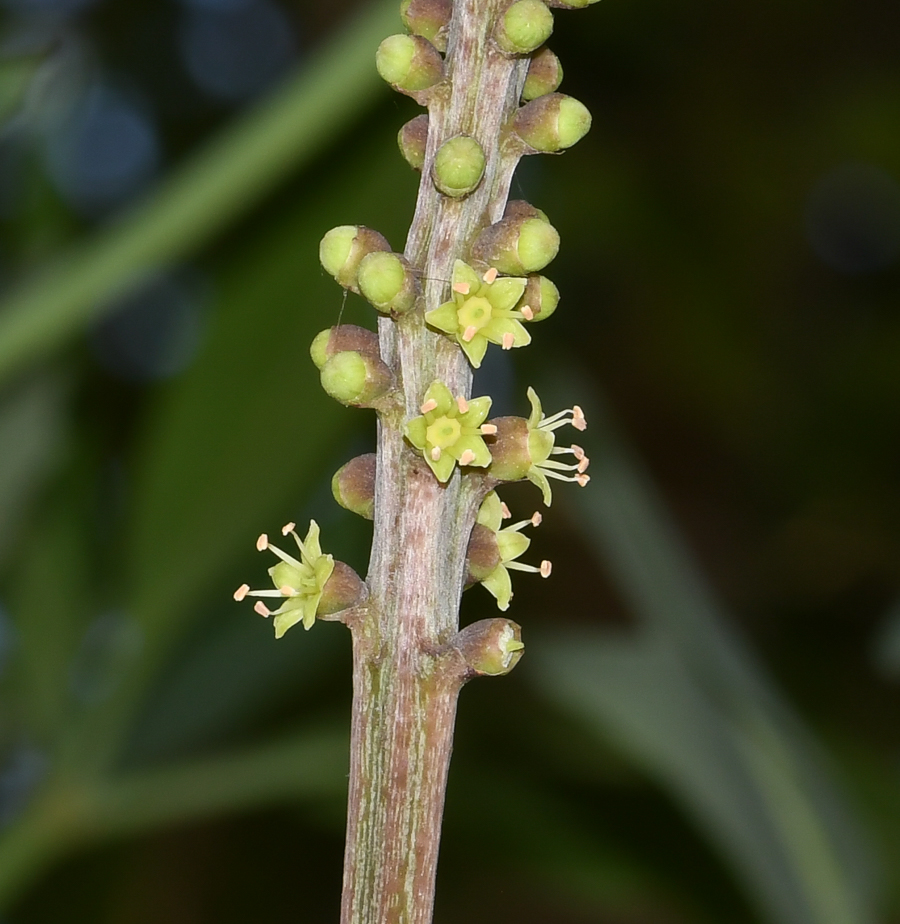 Image of Cussonia paniculata specimen.