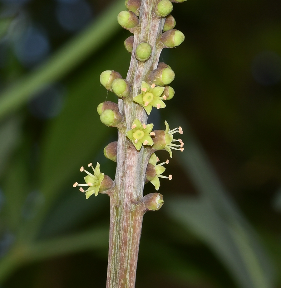 Изображение особи Cussonia paniculata.