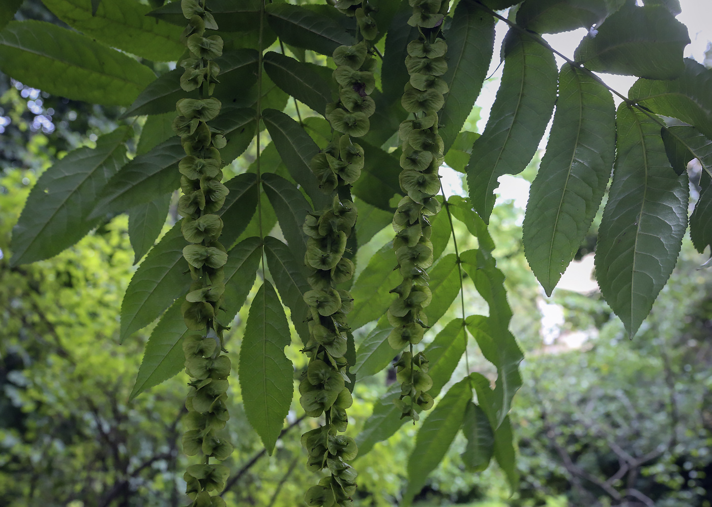 Image of Pterocarya fraxinifolia specimen.