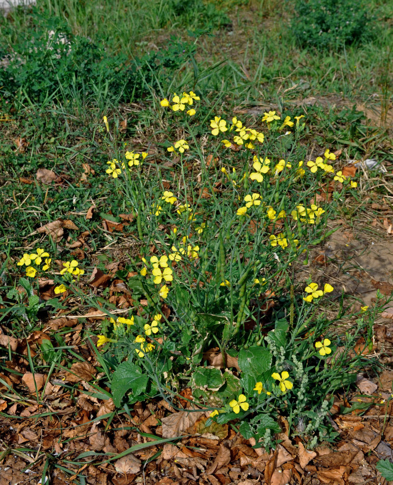 Изображение особи Raphanus raphanistrum.