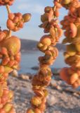 Atriplex micrantha