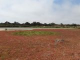 Salicornia natalensis