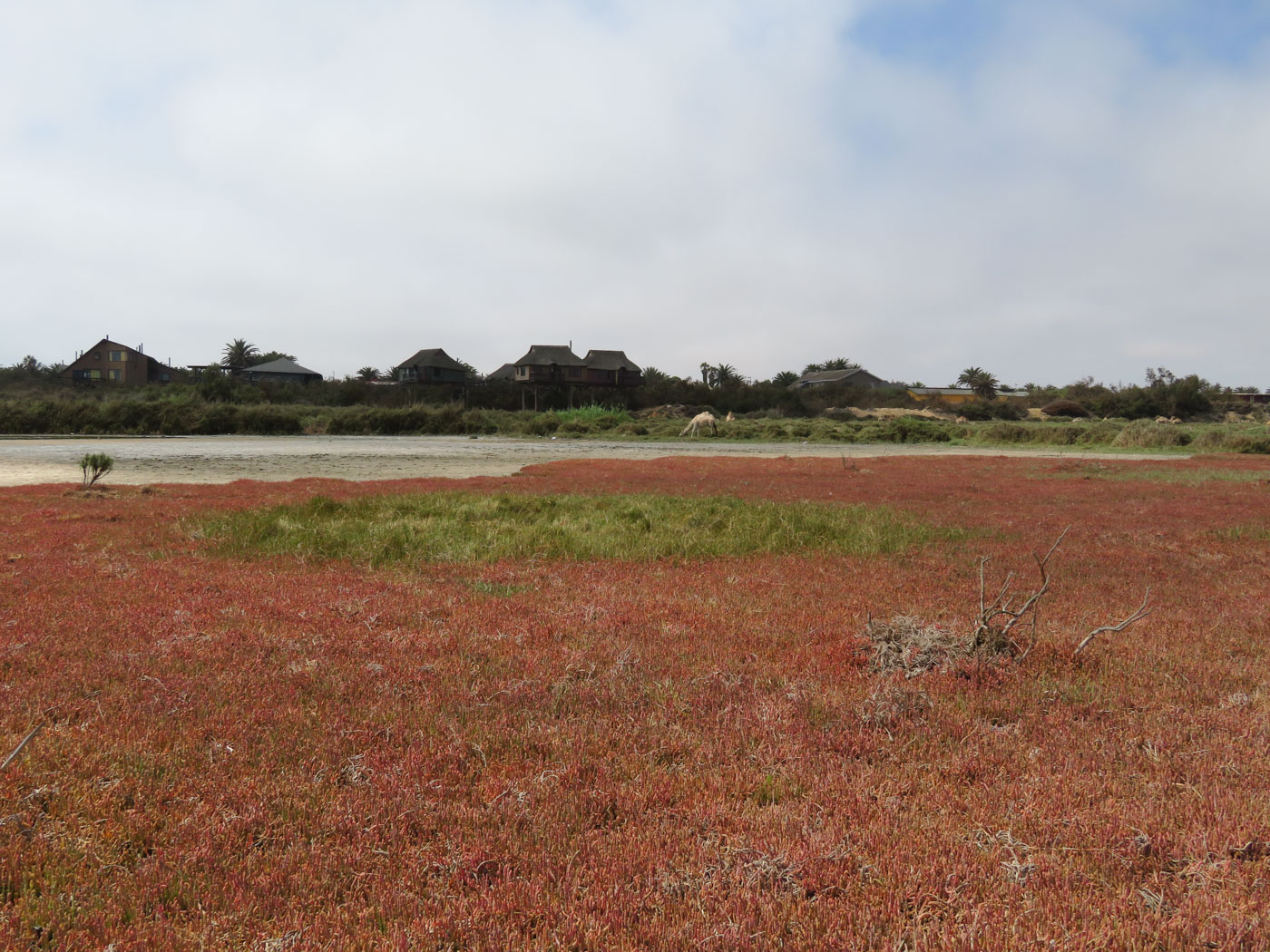 Изображение особи Salicornia natalensis.