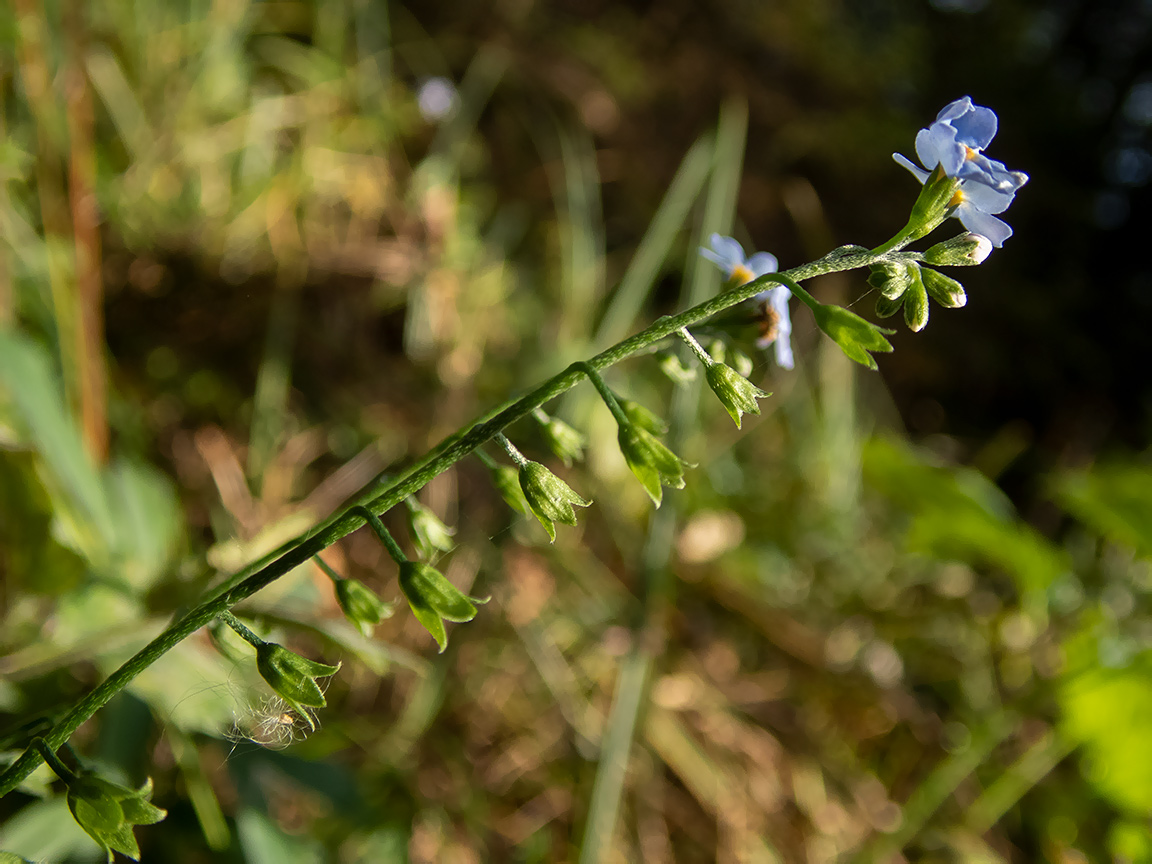 Изображение особи Myosotis palustris.