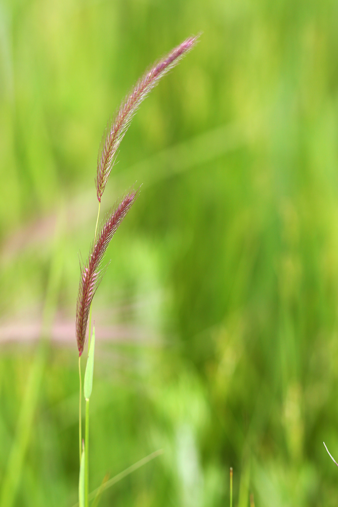 Image of Hordeum roshevitzii specimen.