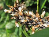 Salix caucasica. Часть соплодия (вероятно, поражено микромицетом). Кабардино-Балкария, Эльбрусский р-н, долина р. Ирикчат, ок. 2650 м н.у.м., берег р. Ирикчат. 07.07.2020.
