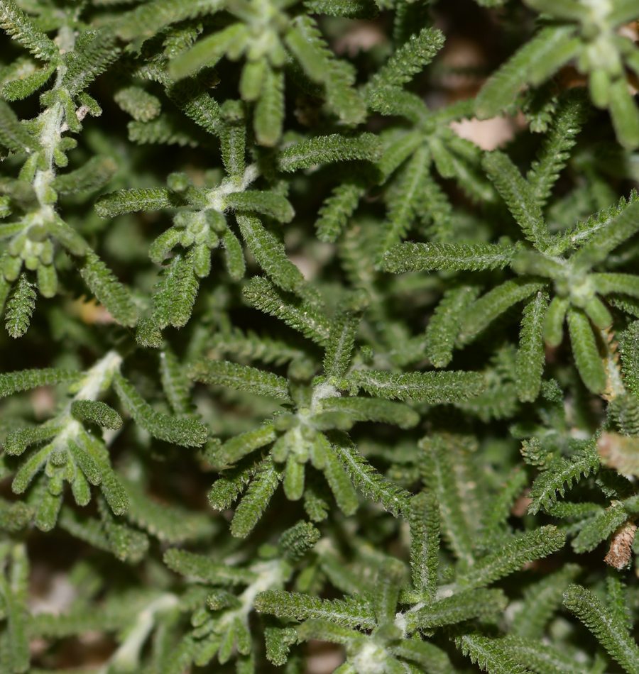 Изображение особи Achillea wilhelmsii.