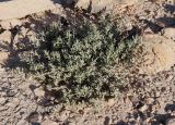 Atriplex glauca