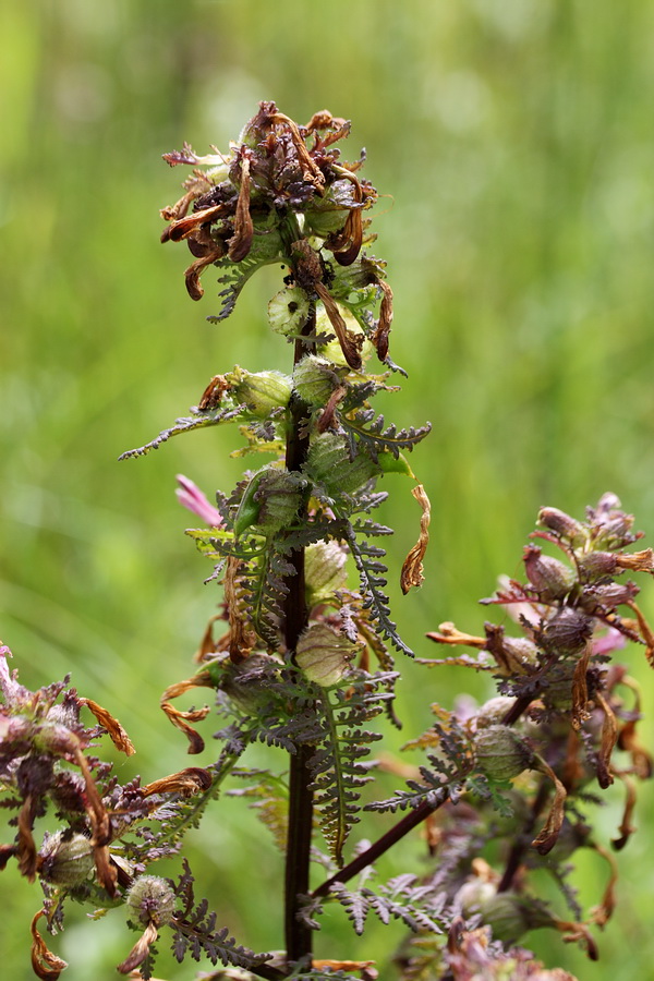 Изображение особи Pedicularis palustris.