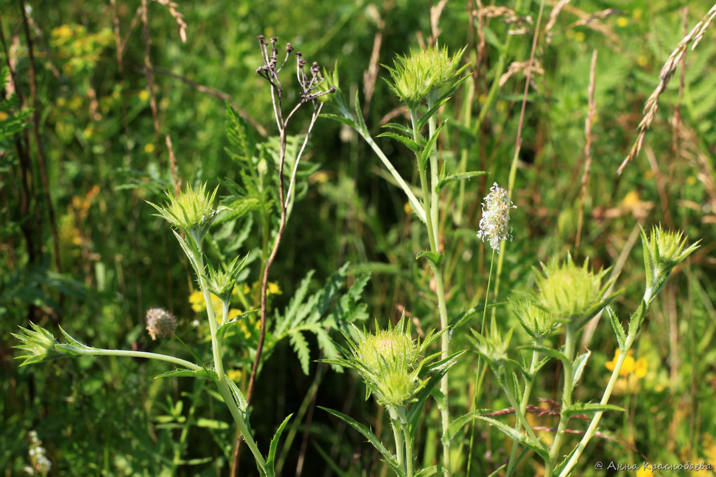 Image of Carlina biebersteinii specimen.