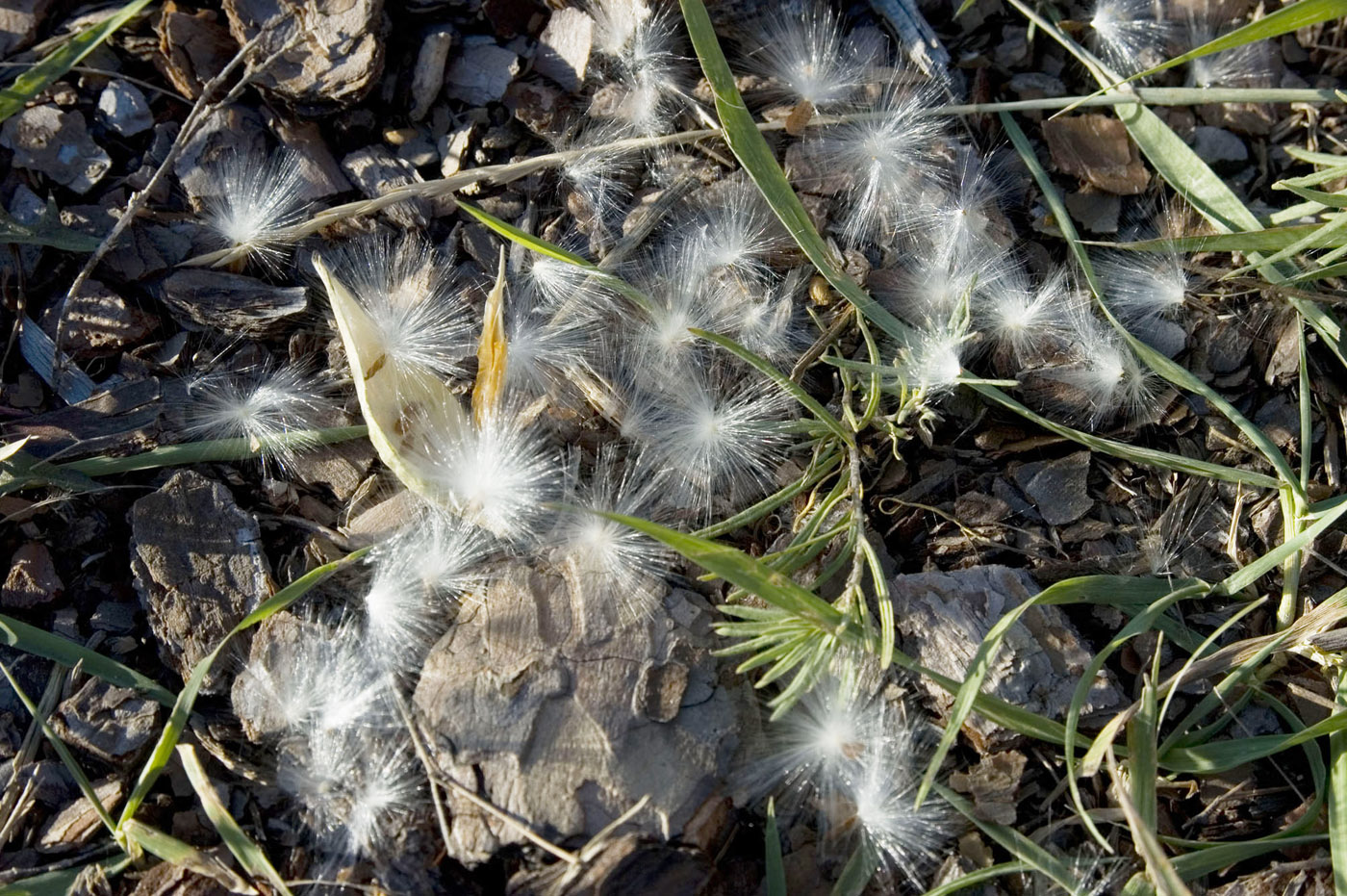 Image of Vincetoxicum sibiricum specimen.