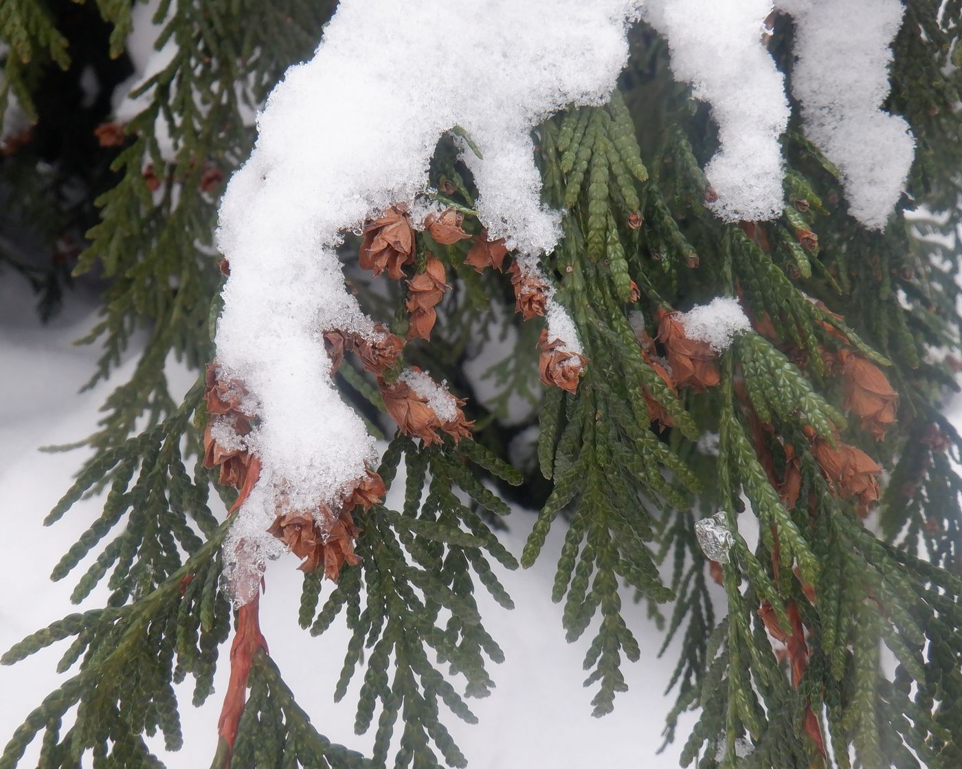 Изображение особи род Thuja.