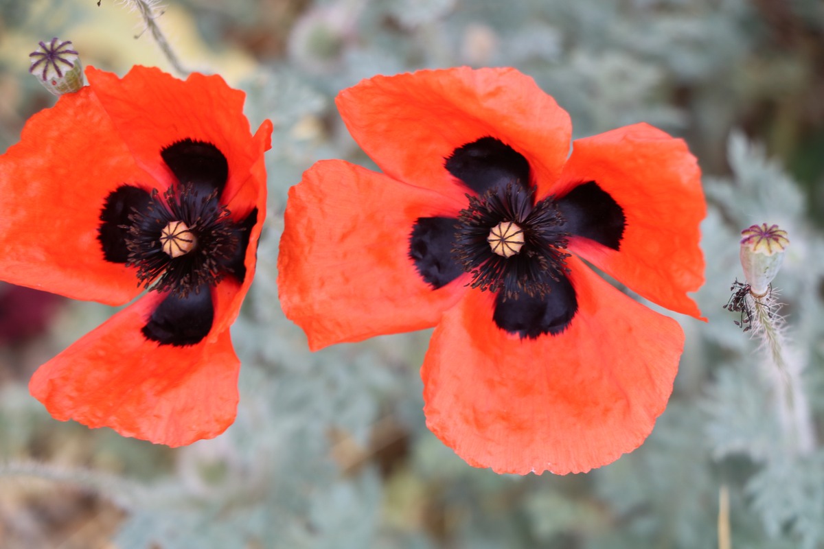 Image of Papaver arenarium specimen.