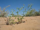 Heliotropium dasycarpum. Бутонизирующее растение. Южный Казахстан, Жамбылская обл., окр. с. Акыртобе; южная часть песков Мойынкум, полузакреплённые пески. 12 мая 2021 г.