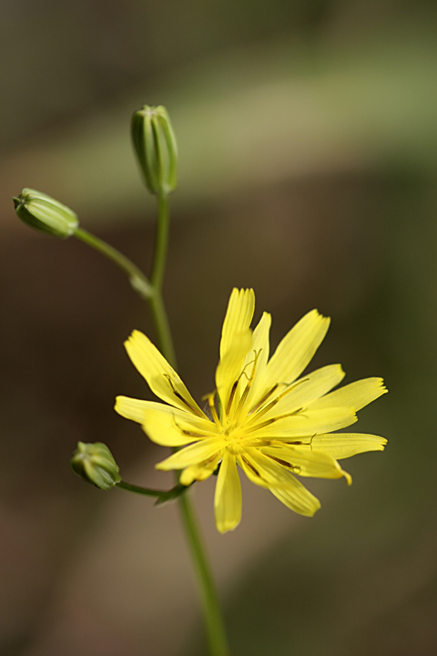 Image of Crepis pulchra ssp. turkestanica specimen.