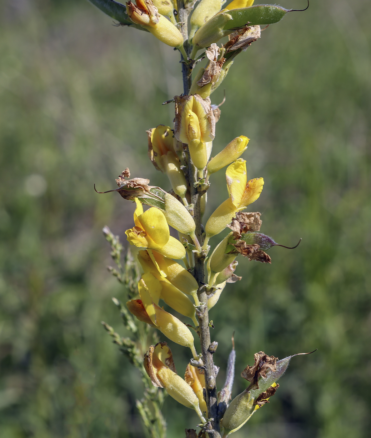 Изображение особи Chamaecytisus ruthenicus.