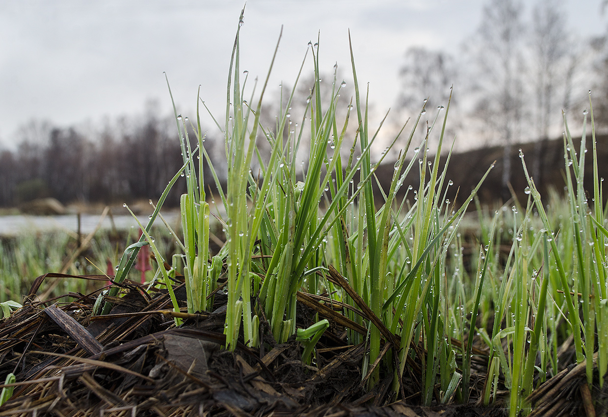 Изображение особи род Carex.