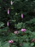 Lilium pilosiusculum