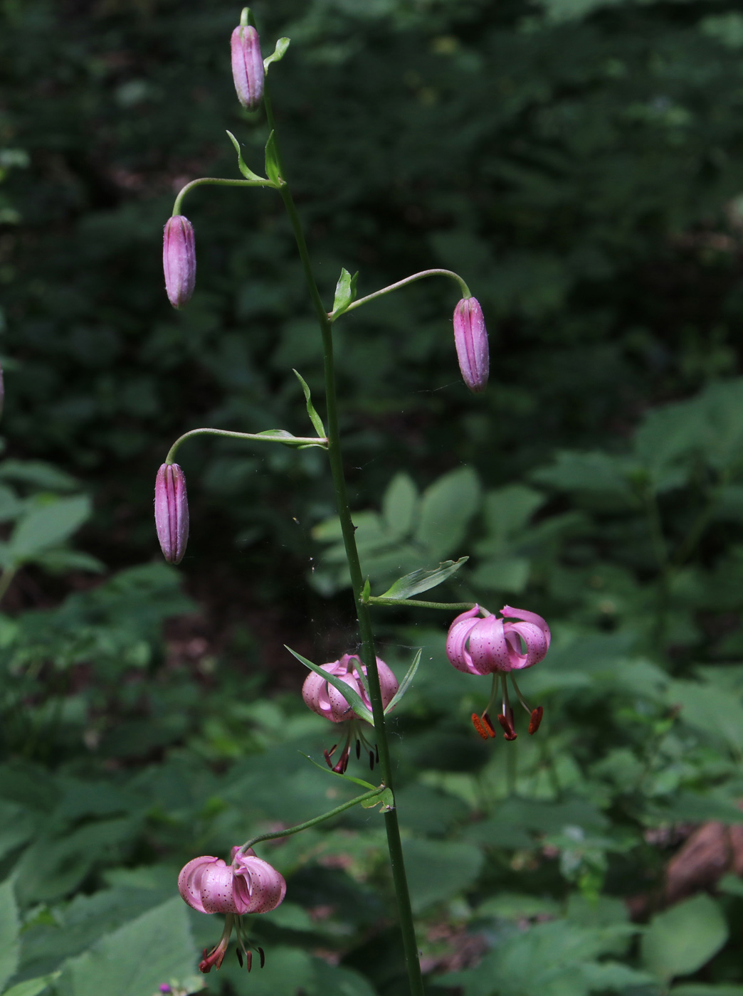 Image of Lilium pilosiusculum specimen.