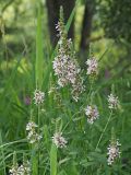Lythrum salicaria