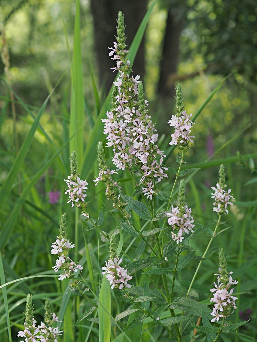 Image of Lythrum salicaria specimen.