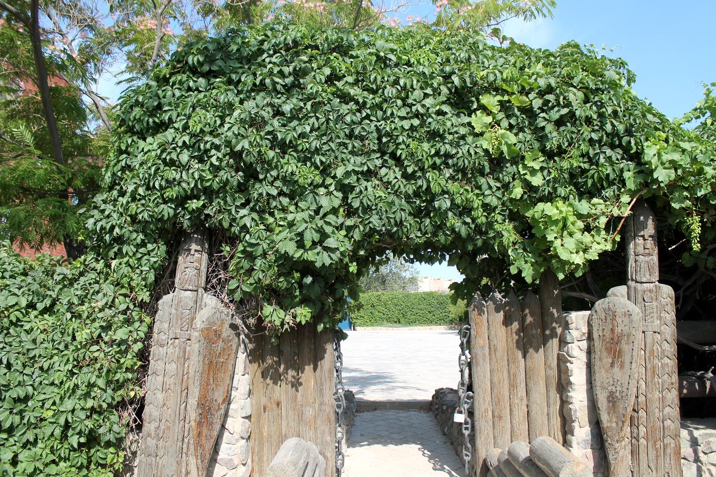 Image of Parthenocissus quinquefolia specimen.