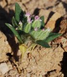 Saponaria spathulifolia. Цветущее растение. Узбекистан, Ферганская обл., горы Кампиркок, пестроцветы. 19.05.2021.