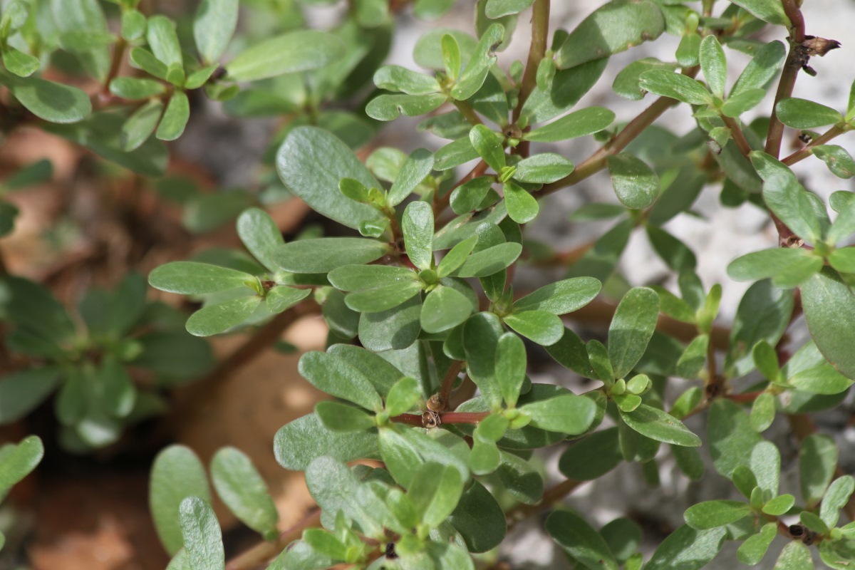 Image of Portulaca oleracea specimen.