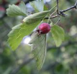 Crataegus submollis