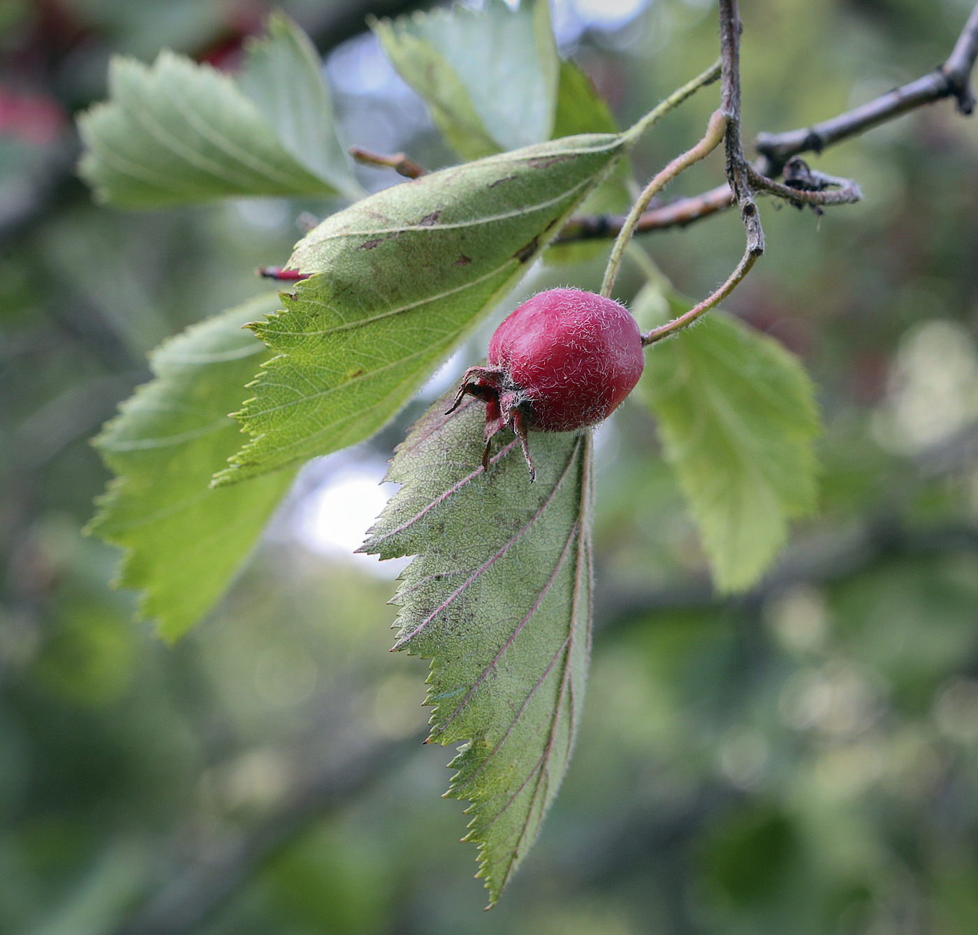 Image of Crataegus submollis specimen.