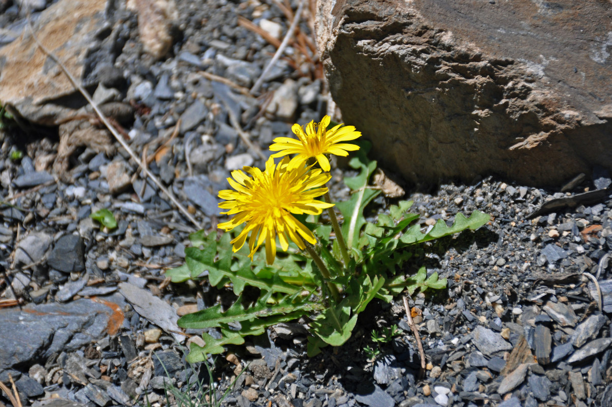 Image of genus Taraxacum specimen.