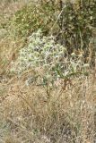 Eryngium campestre