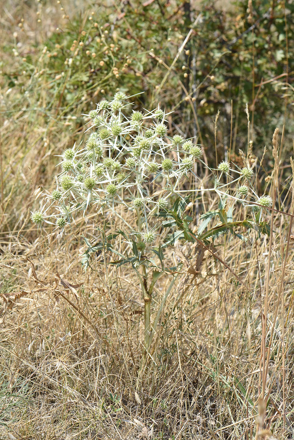 Image of Eryngium campestre specimen.