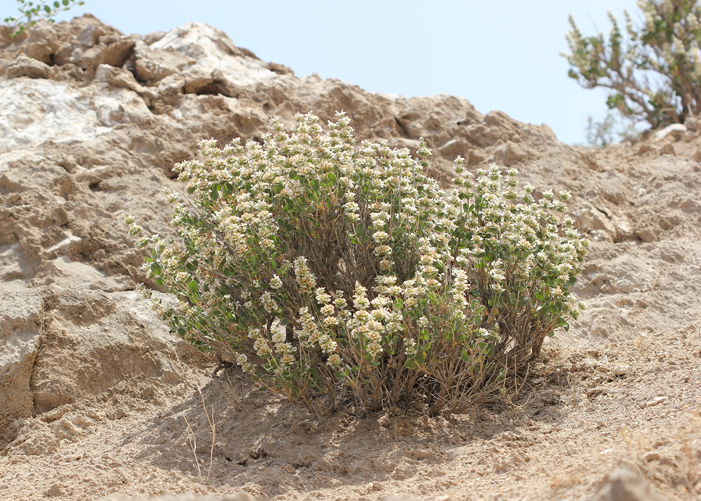 Изображение особи Otostegia bucharica.