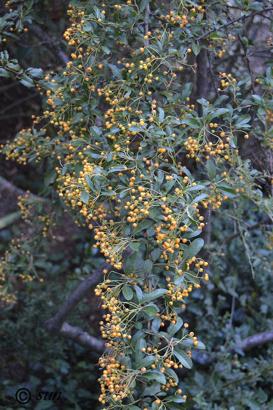 Image of Pyracantha rogersiana specimen.