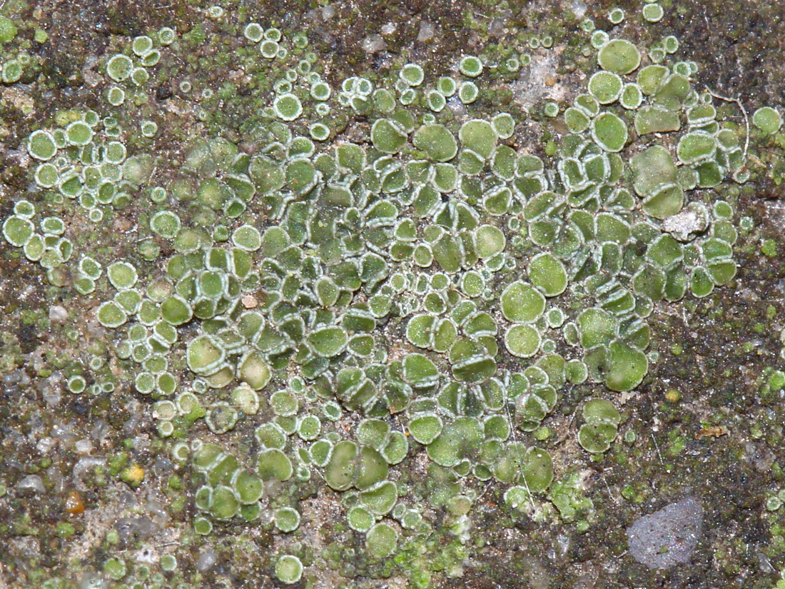 Image of genus Myriolecis specimen.