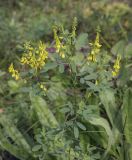 Melilotus officinalis