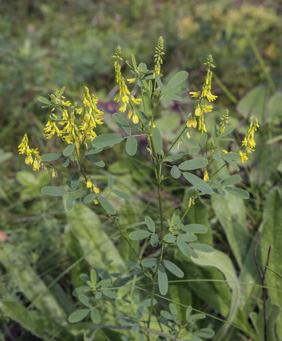 Изображение особи Melilotus officinalis.