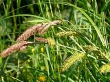 Carex vesicaria