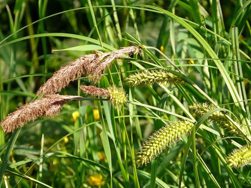 Изображение особи Carex vesicaria.