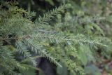 Tsuga canadensis