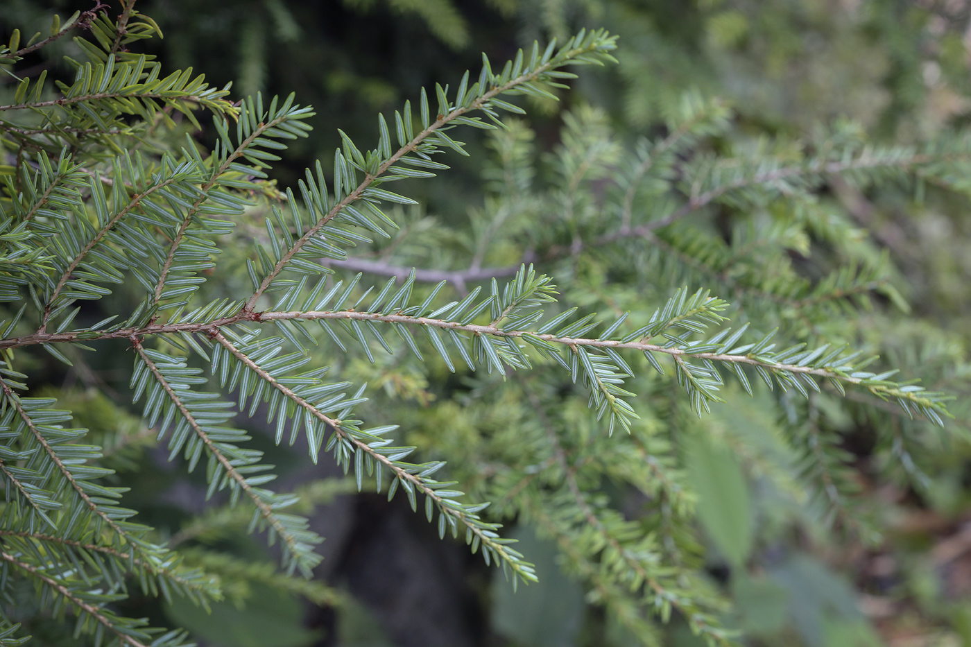 Изображение особи Tsuga canadensis.